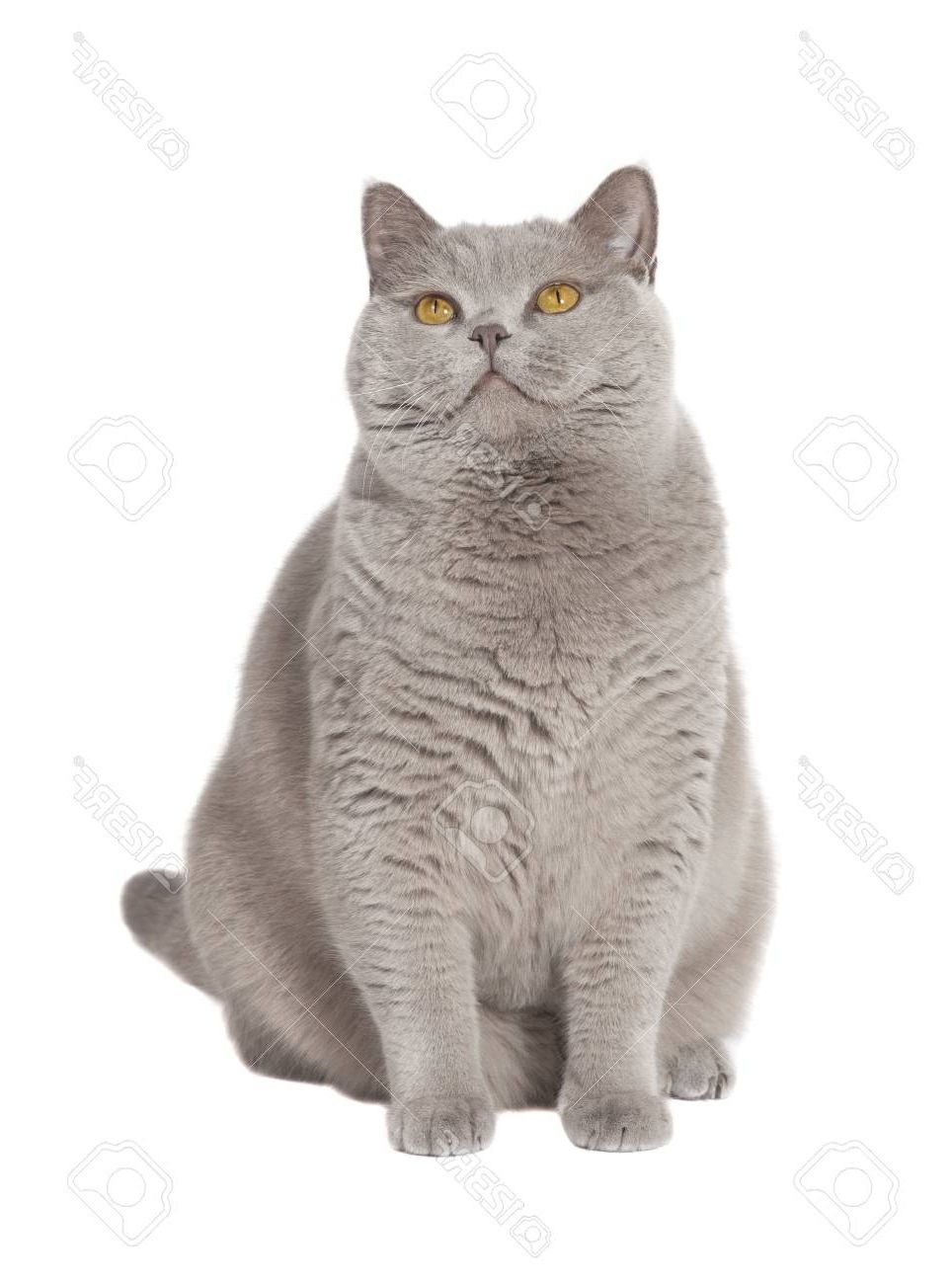 A Gray British Short Haired Cat Fat With Yellow Eyes, Background For Fat Short Hair (View 17 of 25)