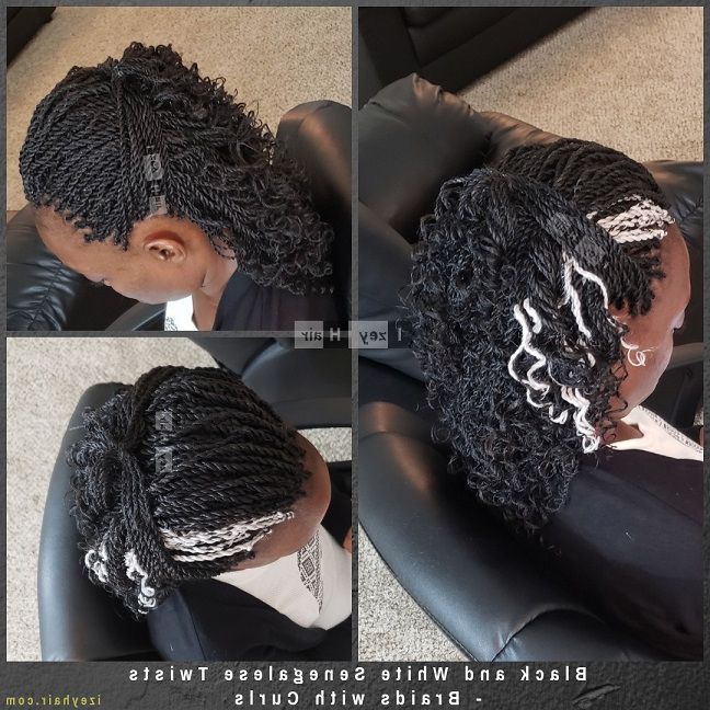 Black And White Senegalese Twists – Braids With Curls Regarding Recent Black Twists Micro Braids With Golden Highlights (View 15 of 25)