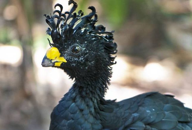 15 Birds With Snazzier Hairdos Than You | Mnn – Mother Regarding Mohawk  Haircuts With Curls For A Feathered Bird (Photo 5 of 25)