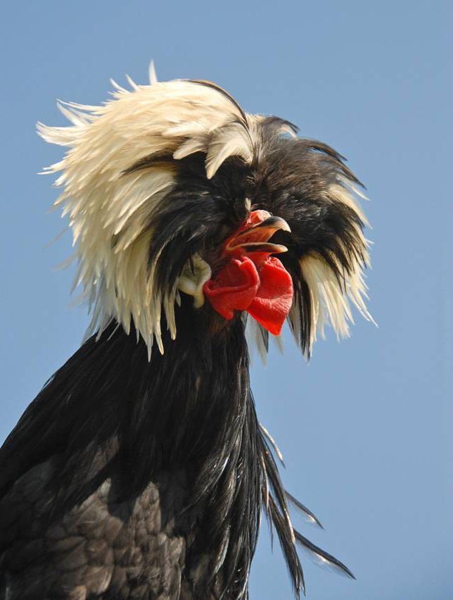 15 Birds With Snazzier Hairdos Than You | Mnn – Mother Within Mohawk  Haircuts With Curls For A Feathered Bird (Photo 7 of 25)