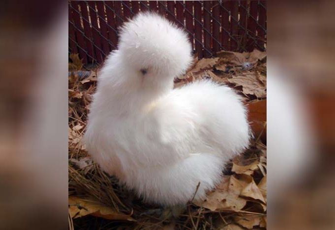20 Glamorous Animals Having A Better Hair Day Than We Could Regarding Mohawk  Haircuts With Curls For A Feathered Bird (Photo 20 of 25)
