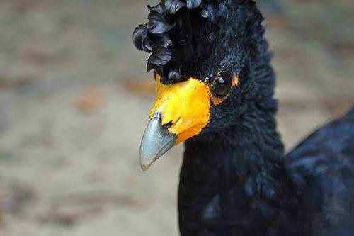 Curly Mohawk Brazilian Bird Called Mutum (View 3 of 25)