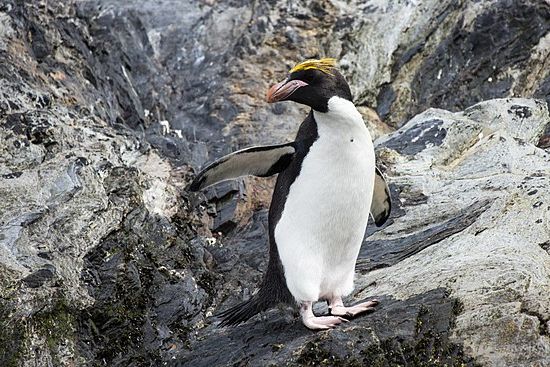 Macaroni Penguin – Wikipedia In Mohawk  Haircuts With Curls For A Feathered Bird (View 21 of 25)