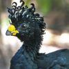 Mohawk  Haircuts With Curls For A Feathered Bird (Photo 5 of 25)
