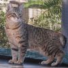 Pixie-Bob Cat: It Reminds Me Of The Lynx, Has A Short Tail And 7 Toes! -  Love My Catz intended for Pixie Bob (Photo 28 of 29)
